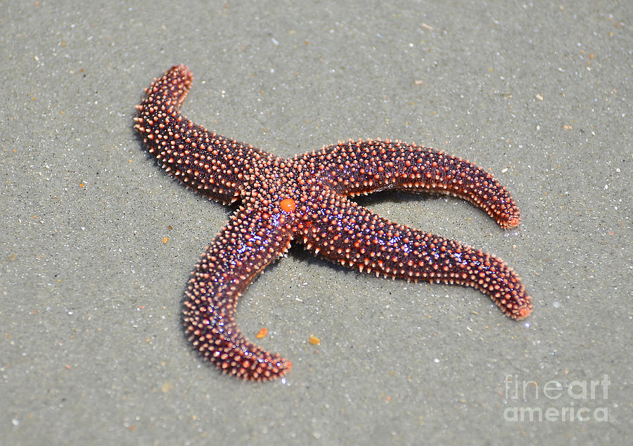 Four Legged Starfish Photograph by Kathy Baccari