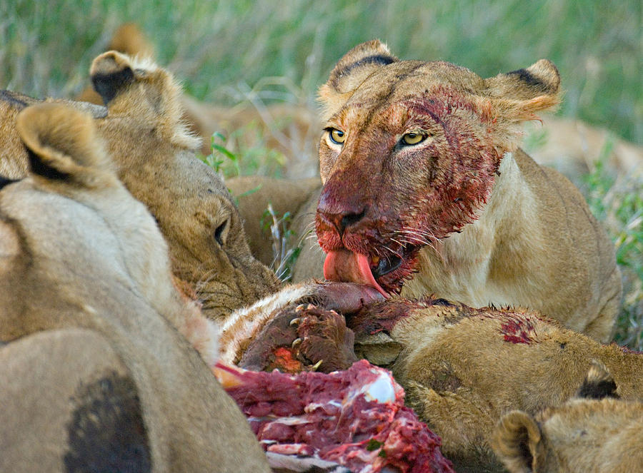 Wildlife Photograph - Four Lioness Eating A Kill, Ngorongoro by Panoramic Images