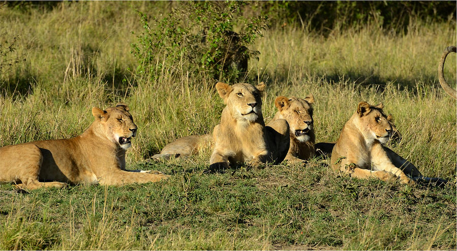 Four Lionesses  Relaxing Photograph by Tom Wurl