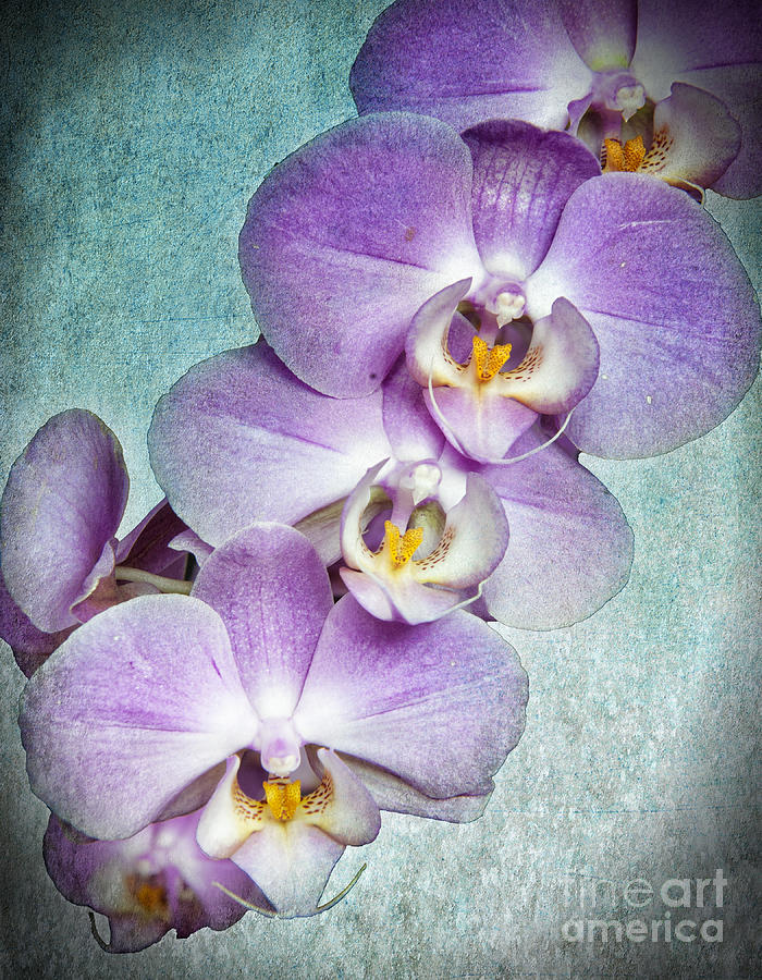 Four Little Orchids Photograph by Barry Weiss