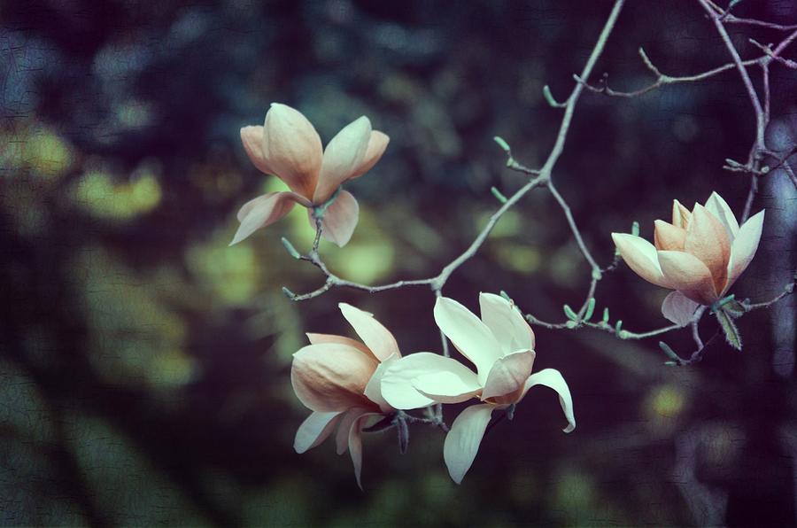 Four Magnolia Flower Photograph by Marianna Mills