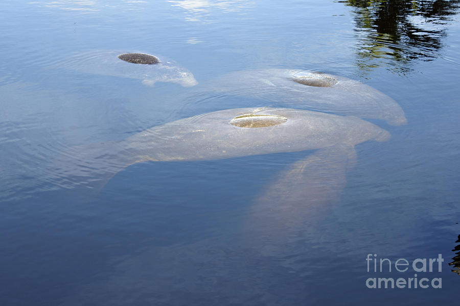 Mammal Photograph - Four Manatees by Lee Serenethos