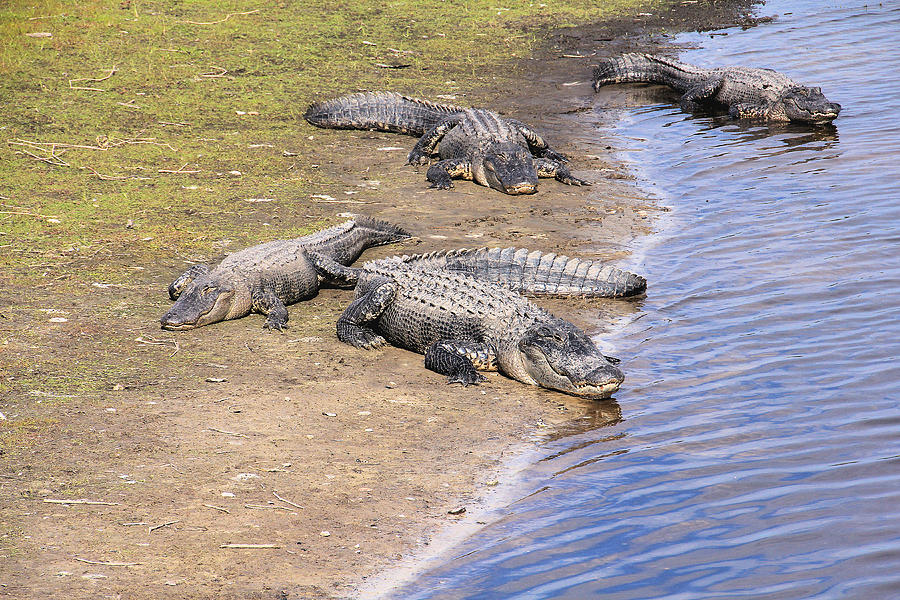 Four Napping Alligators Photograph by Rosalie Scanlon