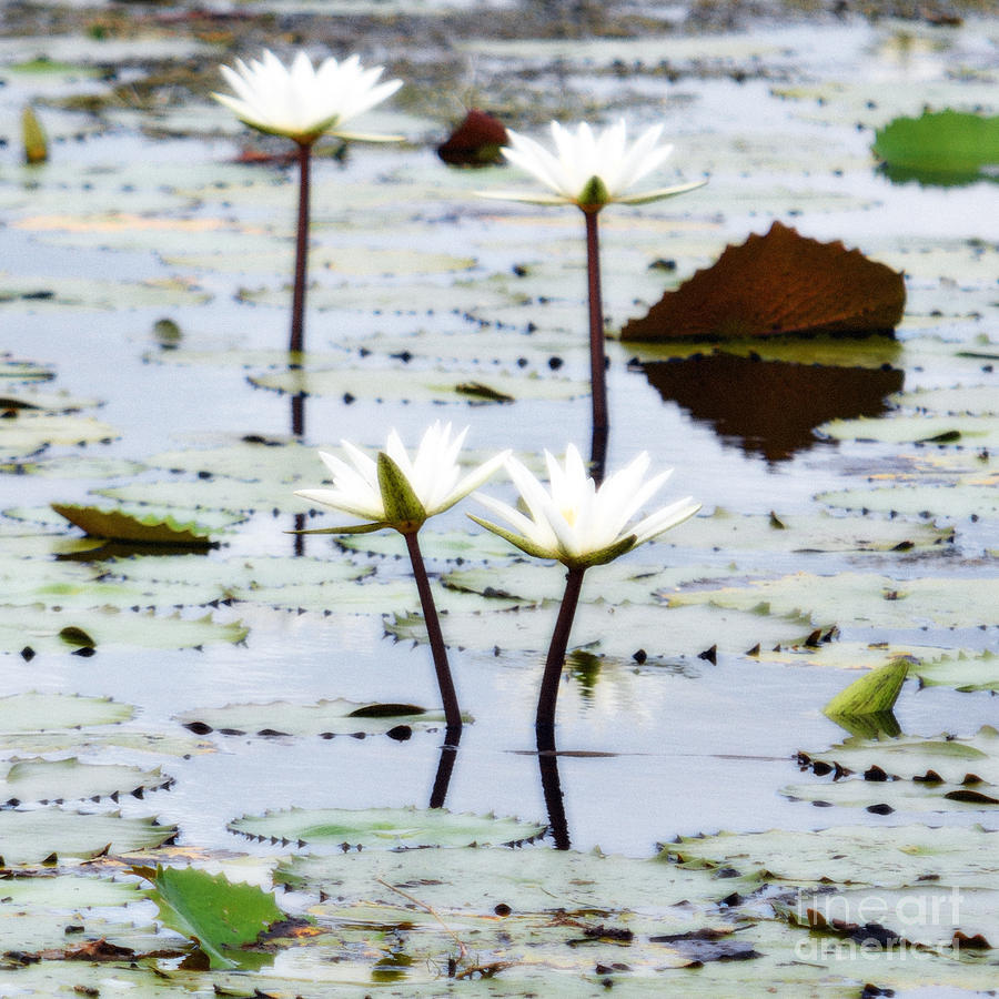 Four Natural Water Lily Flowers Found on the East Side of Cozumel Mexico Diffuse Glow Digital Art Digital Art by Shawn OBrien