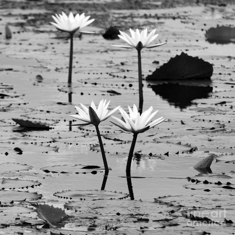 Four Natural Water Lily Flowers Found on the East Side of Cozumel Mexico Square Black and White Photograph by Shawn OBrien