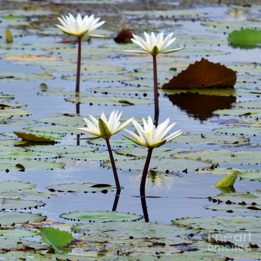 Four Natural Water Lily Flowers Found on the East Side of Cozumel Mexico Square Format Photograph by Shawn OBrien