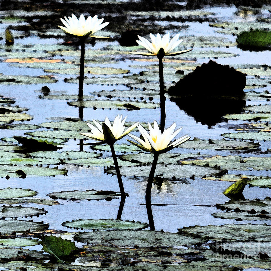 Four Natural Water Lily Flowers Found on the East Side of Cozumel Mexico Square Fresco Digital Art Digital Art by Shawn OBrien
