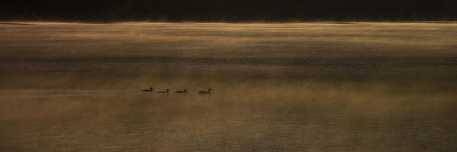 Wildlife Photograph - Four O Duck in the Morning by Aaron Bedell