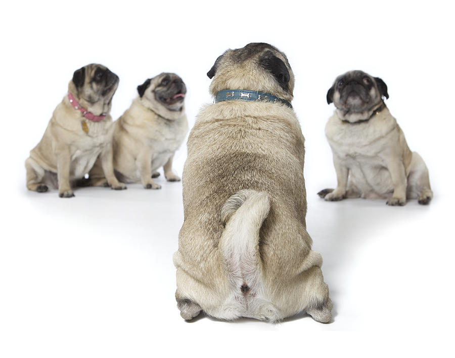 Four old pugs sitting together on white Photograph by Back in the Pack dog portraits