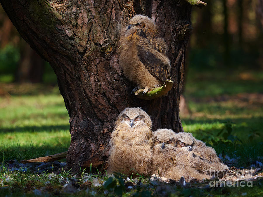 Four owl chicks in a dark forest Photograph by Nick  Biemans