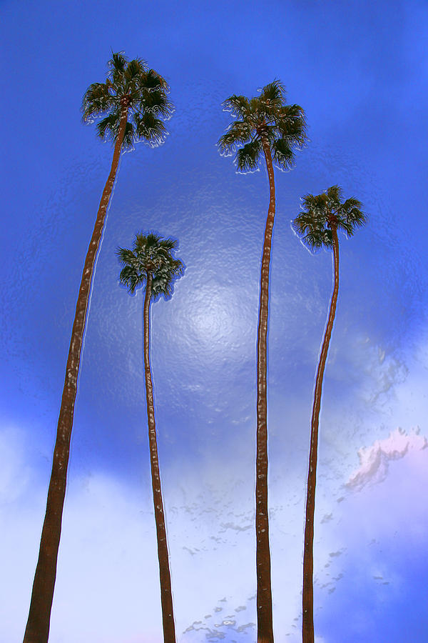 Four Palms 2 Photograph by Andre Aleksis