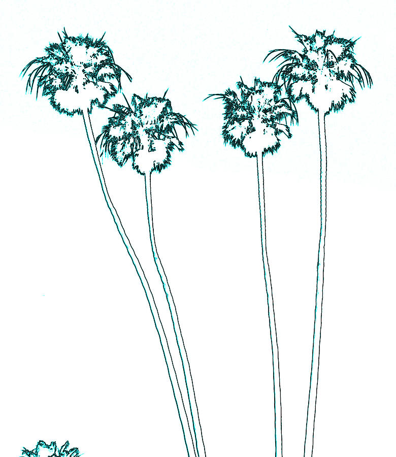 Coconut Palms Photograph - Four Palms by C Ray  Roth
