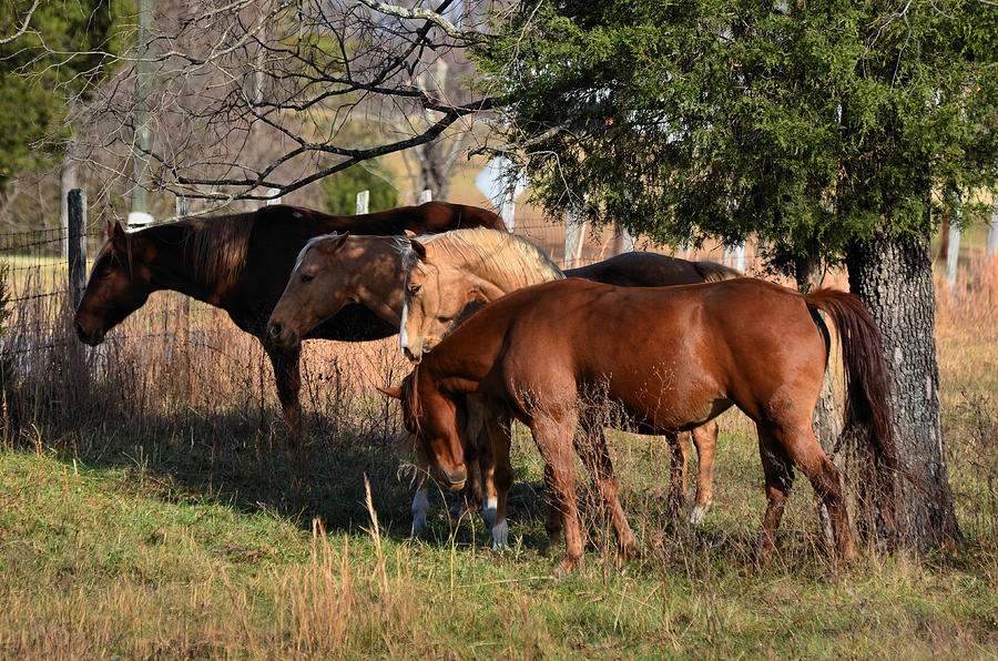 Horse Photograph - Four Pals - 51008424c by Paul Lyndon Phillips