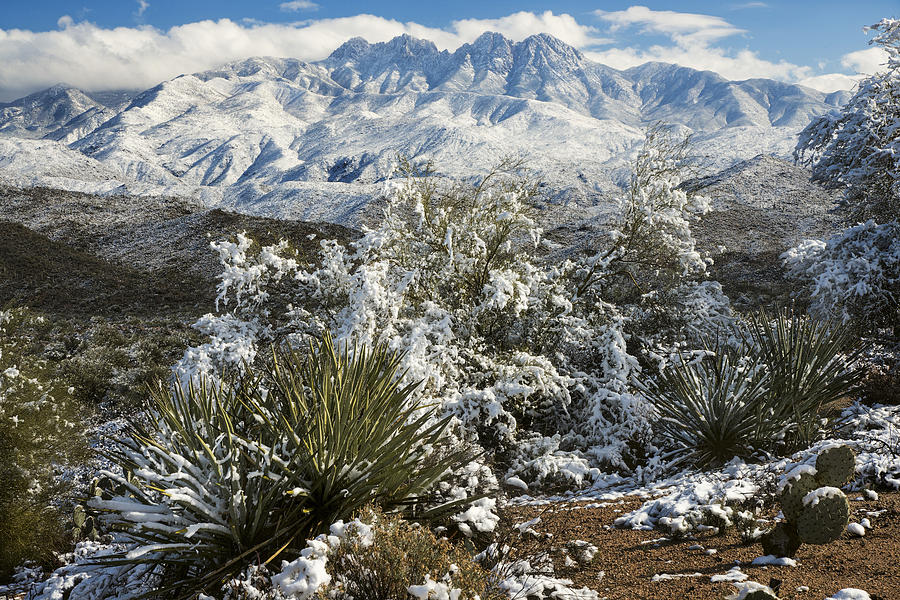 Four Peaks in Snow Photograph by Dave Dilli