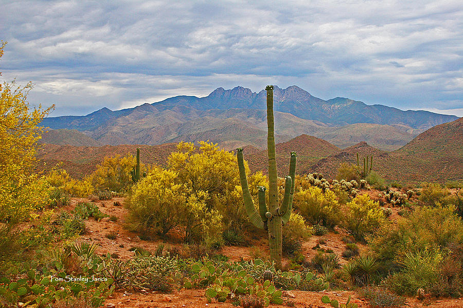 Four Peaks Palo Verde And Saguaros In The Spring Photograph by Tom Janca
