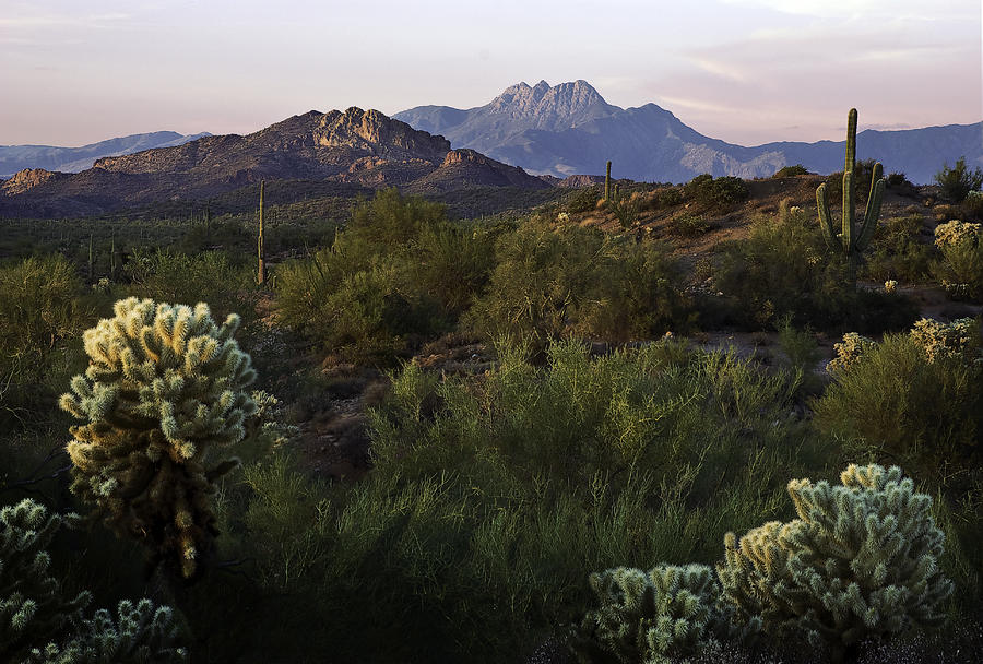 Four Peaks with Cholla Cactus Photograph by Dave Dilli