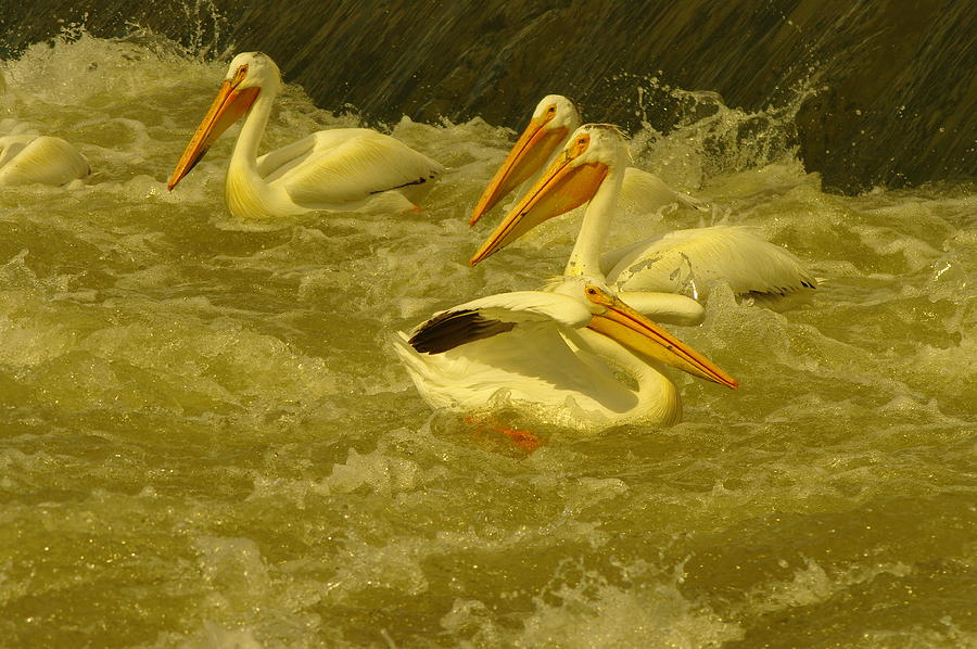 Four Pelicans Bouncing In The Currents Photograph by Jeff Swan