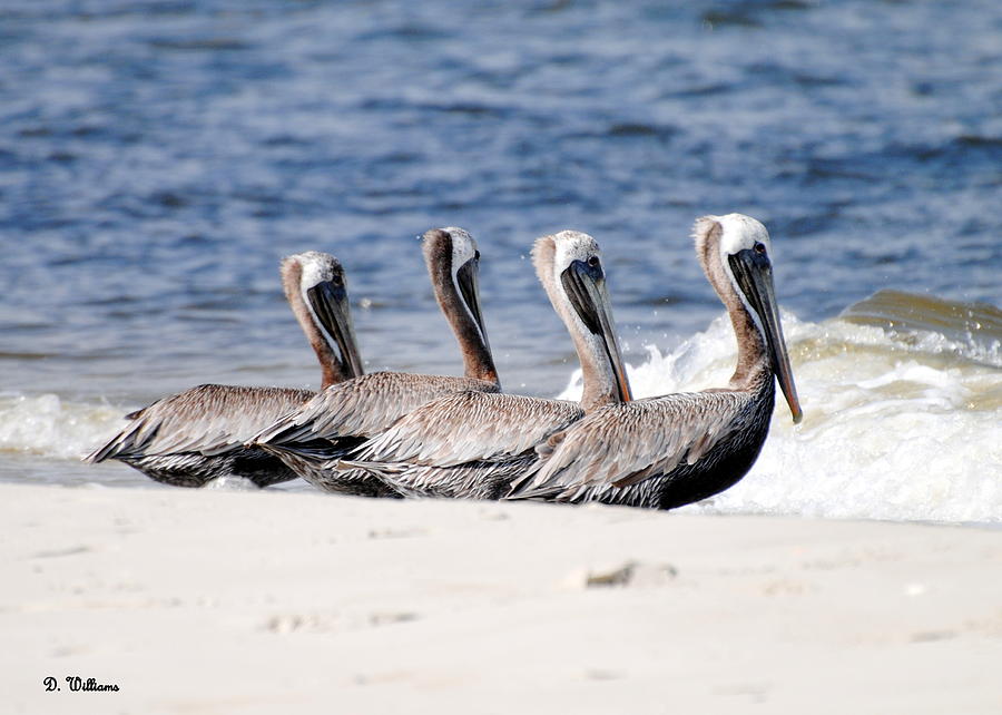 Four Pelicans Photograph by Dan Williams