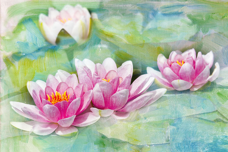 Four Pink Water Lilies Photograph by Rebecca Cozart
