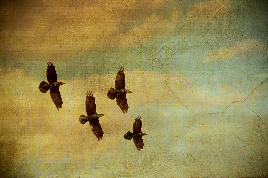Four Ravens Flying Photograph by Peggy Collins