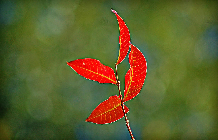 Four Red Leaves Photograph by Linda Brown