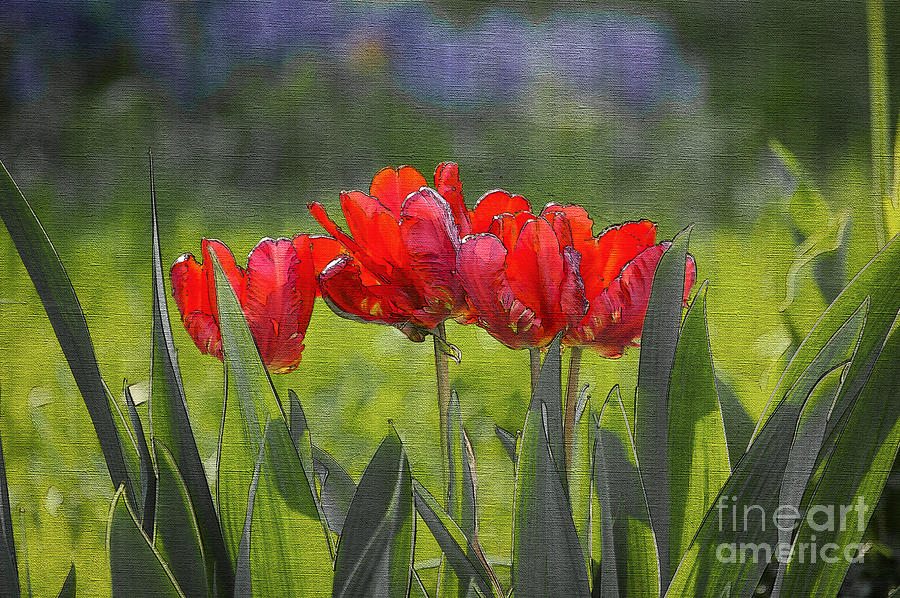 Flower Digital Art - Four Red Tulips by Donald Vantine