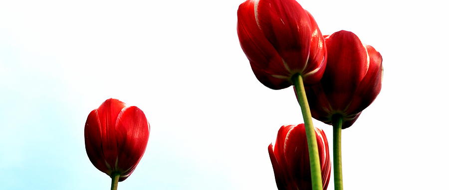 Four Red Tulips Photograph by Michelle Calkins