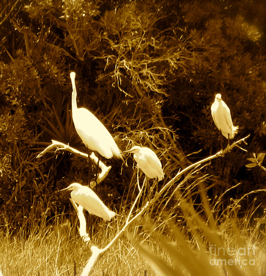Four Resting Egrets Photograph by Anita Lewis