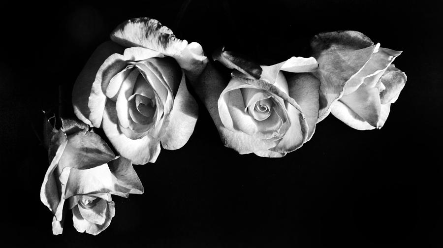 Four Roses Photograph by Marianna Mills