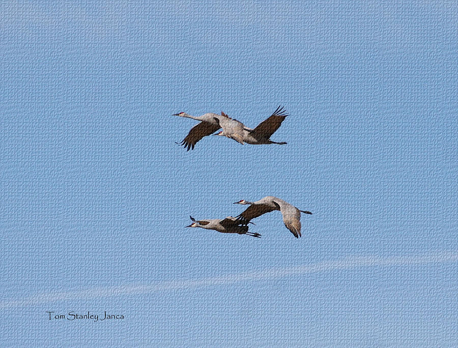 Four Sand Hill Cranes Come Home Photograph by Tom Janca