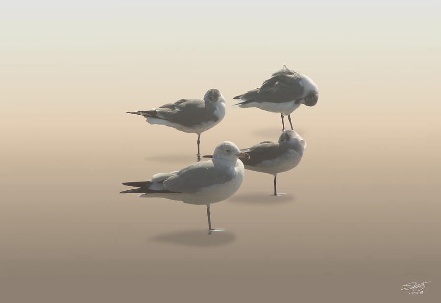 Four Seagulls on Sand Key Digital Art by M Spadecaller