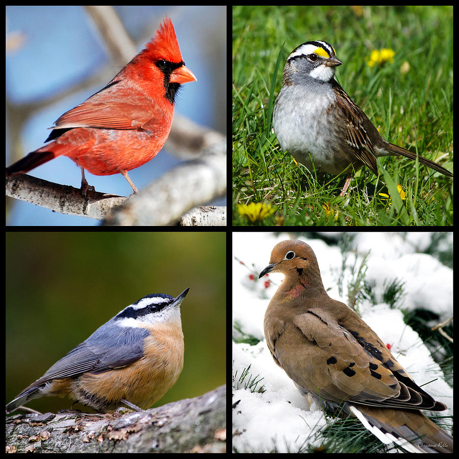 Bird Photograph - Seasonal Birds by Christina Rollo