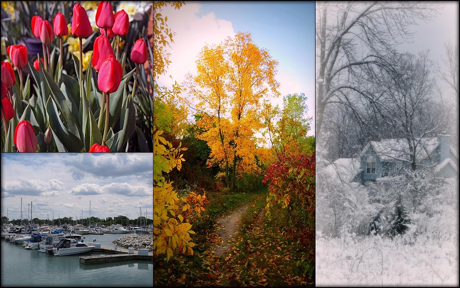 Four Seasons Collage Photograph by Kay Novy
