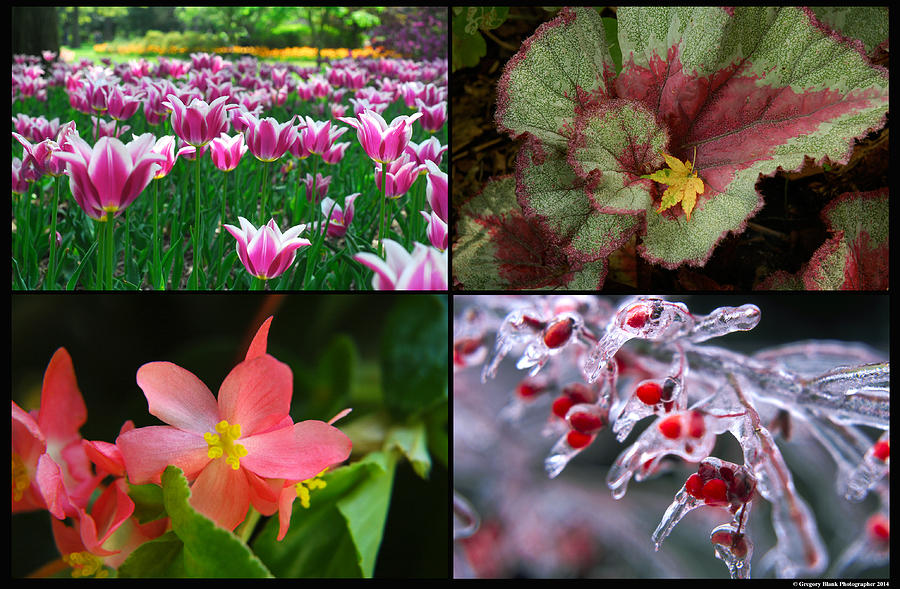 Four Seasons of Flowers Photograph by Gregory Blank