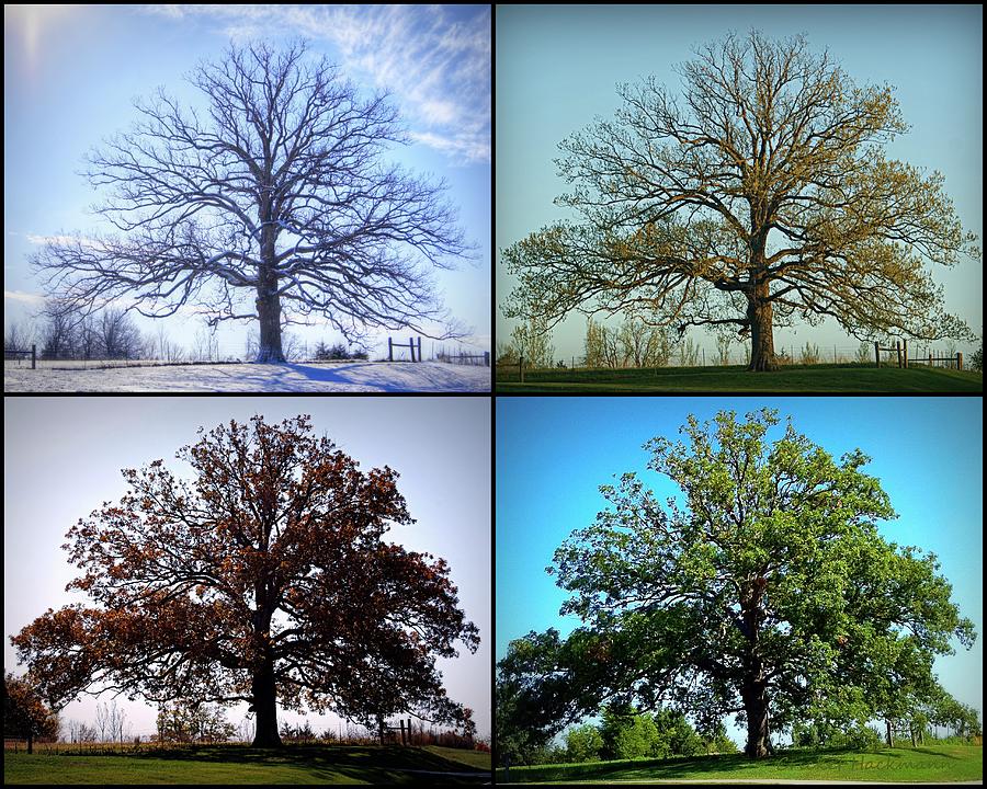 Four Seasons Of The Mighty Oak Photograph