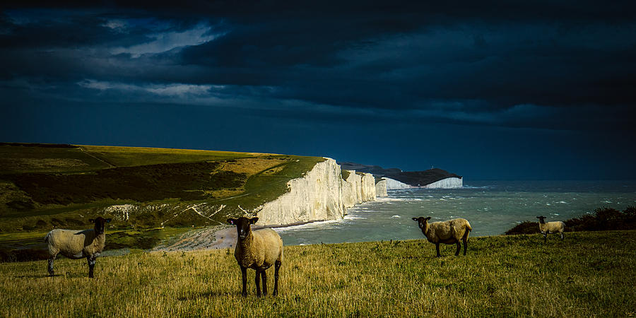 Four Sheep and Seven Sisters Photograph by Chris Lord