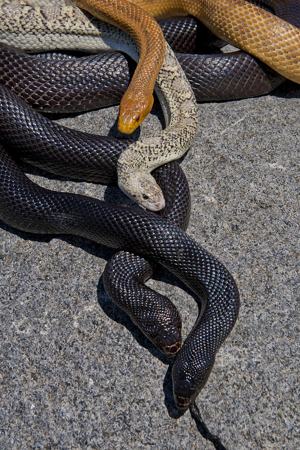 Reptile Photograph - Four Snakes by Her Arts Desire