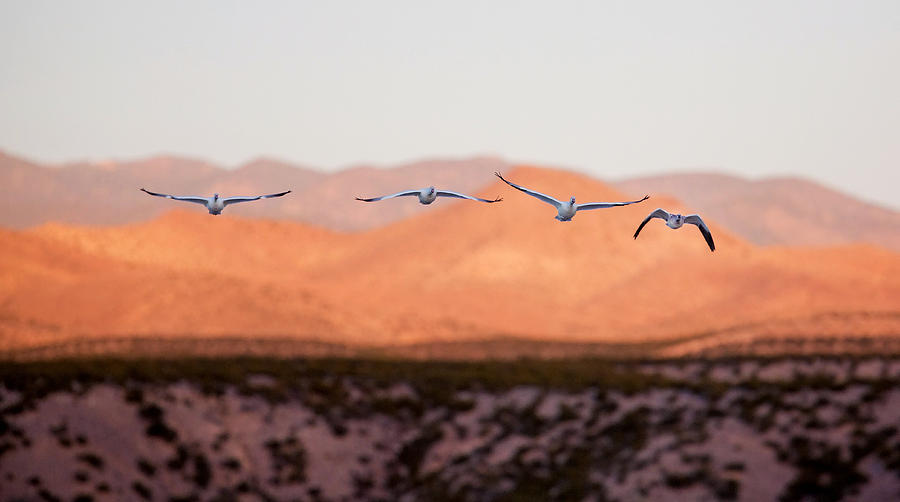 Four Snow geese Photograph by Jack Nevitt