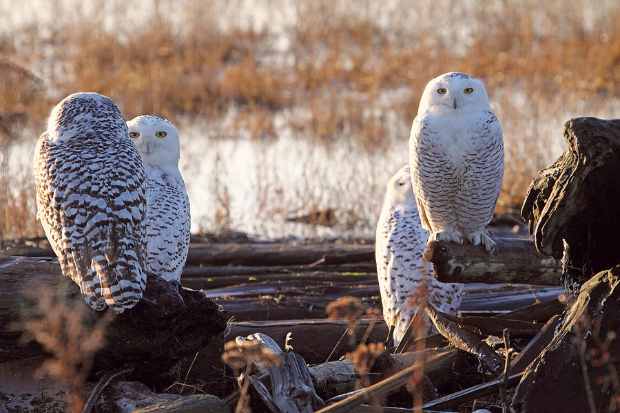 Four Snowy Owls Photograph by Peggy Collins