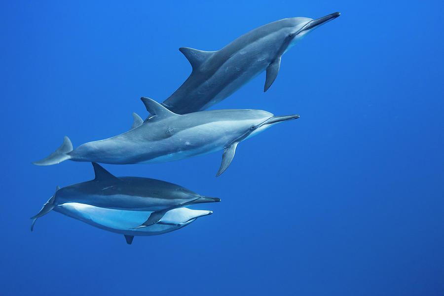 Four Spinner Dolphin  Stenella Photograph by Dave Fleetham