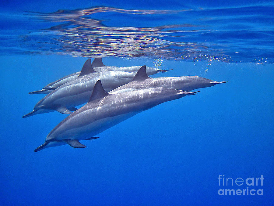 Four Spinner Dolphins Photograph by Bette Phelan