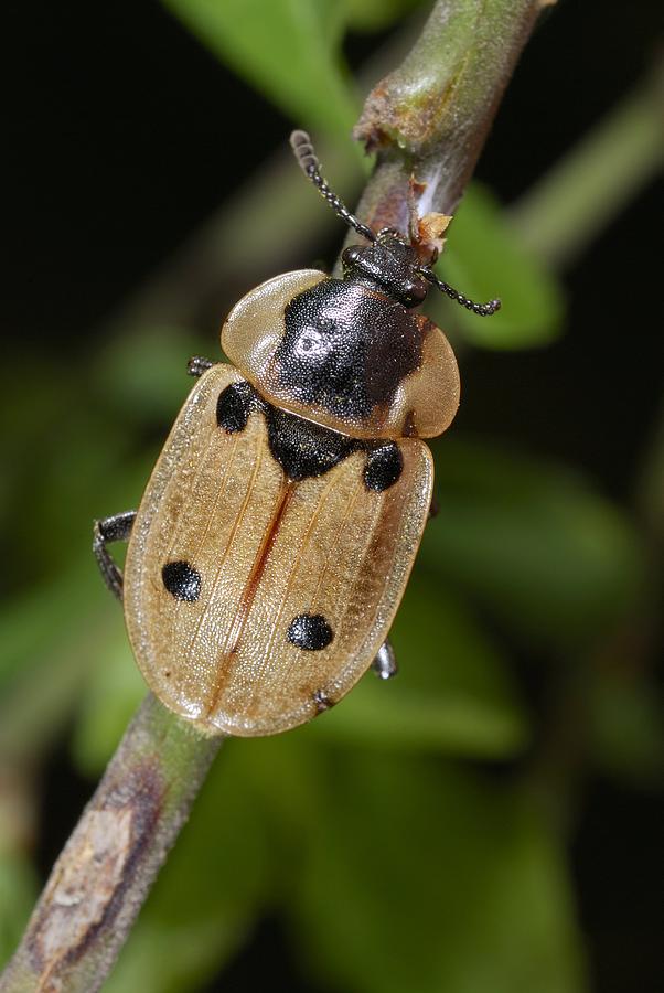 Four-spot Carrion Beetle Photograph By Science Photo Library - Fine Art 