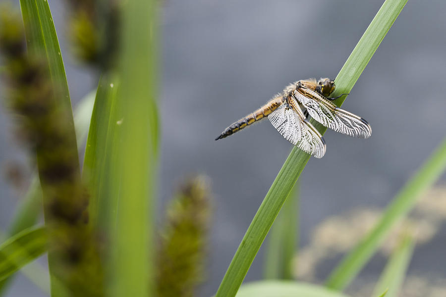 Four Spotted Chaser Dragonfly Photograph By David Isaacson Pixels