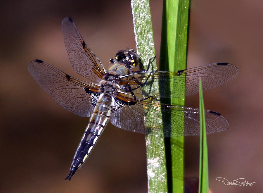 Four-spotted Skimmer Photograph by David Salter