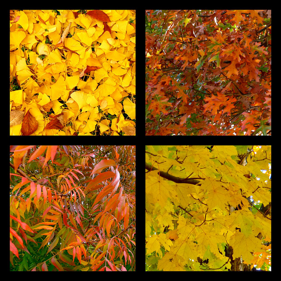 Four-Square Autumn Leaves Photograph by Jean Wright