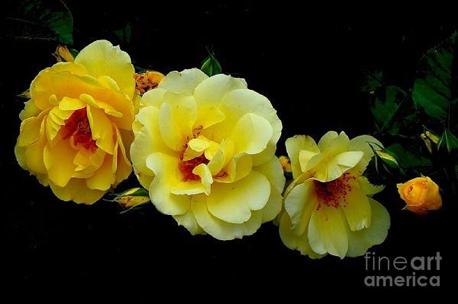 Four Stages of Bloom of a Yellow Rose Photograph by Janette Boyd