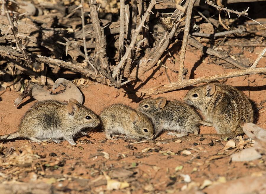 Four-striped Grass Mice Foraging Photograph by Tony Camacho/science Photo Library