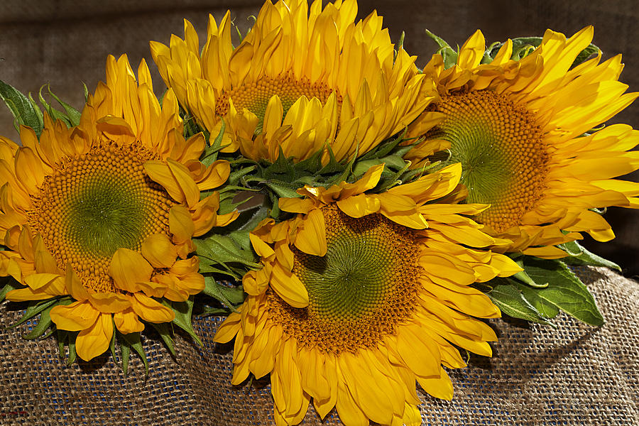 Four Sunflowers Photograph by Phyllis Denton