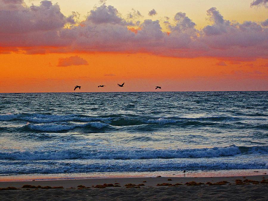 Four Sunrise Birds Photograph by MTBobbins Photography