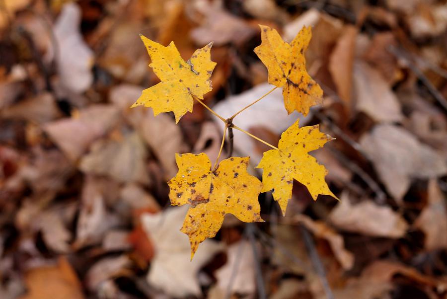 Fall Photograph - Four To Go by Abril Gonzalez
